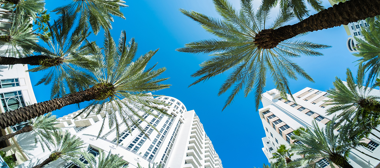 This is a stock photo. This photo was taken using a fish eye lense. Building and palm trees in Brickell.
