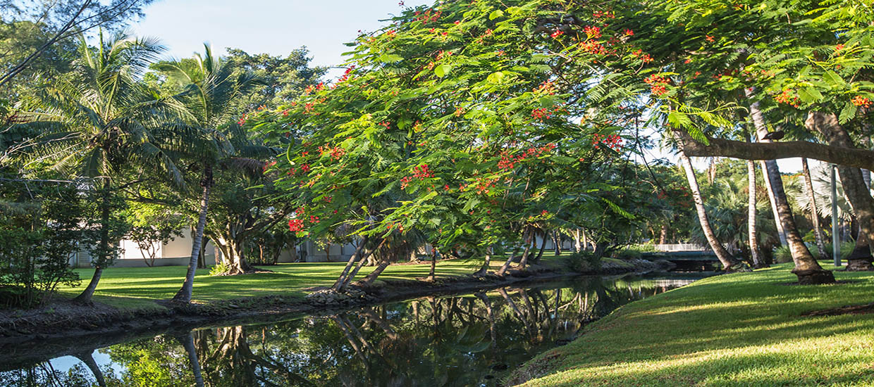 A view of landscaping at the University of Miami Coral Gables campus.