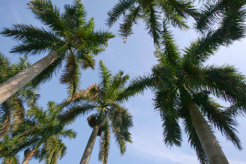 A view of palm trees at the University of Miami Coral Gables campus.