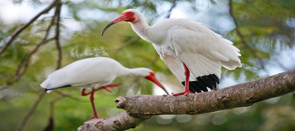 A photo of two Ibises perched in a tree on the University of Miami Coral Gables campus.